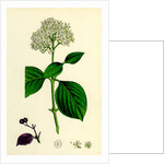 Cornus Sanguinea Common Dogwood by Anonymous