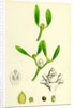 Viscum Album Common Mistletoe by Anonymous