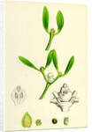 Viscum Album Common Mistletoe by Anonymous