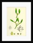 Viscum Album Common Mistletoe by Anonymous