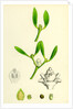 Viscum Album Common Mistletoe by Anonymous