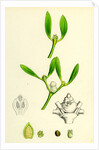 Viscum Album Common Mistletoe by Anonymous