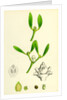 Viscum Album Common Mistletoe by Anonymous