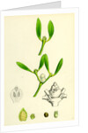 Viscum Album Common Mistletoe by Anonymous