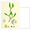 Viscum Album Common Mistletoe by Anonymous