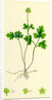 Adoxa Moschatellina Tuberous Moschatel by Anonymous