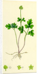 Adoxa Moschatellina Tuberous Moschatel by Anonymous