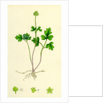 Adoxa Moschatellina Tuberous Moschatel by Anonymous