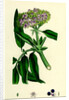 Sambucus Ebulus Danewort by Anonymous