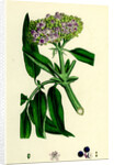 Sambucus Ebulus Danewort by Anonymous
