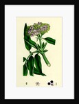 Sambucus Ebulus Danewort by Anonymous
