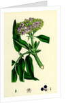 Sambucus Ebulus Danewort by Anonymous