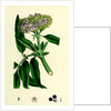 Sambucus Ebulus Danewort by Anonymous