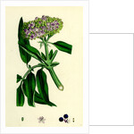 Sambucus Ebulus Danewort by Anonymous