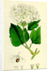 Viburnum Opulus Common Guelder-Rose by Anonymous