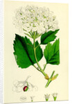 Viburnum Opulus Common Guelder-Rose by Anonymous