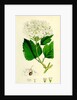 Viburnum Opulus Common Guelder-Rose by Anonymous