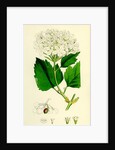 Viburnum Opulus Common Guelder-Rose by Anonymous