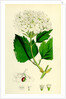 Viburnum Opulus Common Guelder-Rose by Anonymous