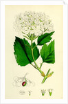 Viburnum Opulus Common Guelder-Rose by Anonymous