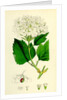 Viburnum Opulus Common Guelder-Rose by Anonymous