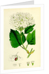 Viburnum Opulus Common Guelder-Rose by Anonymous