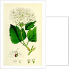 Viburnum Opulus Common Guelder-Rose by Anonymous