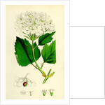 Viburnum Opulus Common Guelder-Rose by Anonymous