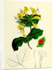 Lonicera Caprifolium Perfoliate Woodbine by Anonymous