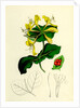 Lonicera Caprifolium Perfoliate Woodbine by Anonymous