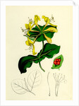 Lonicera Caprifolium Perfoliate Woodbine by Anonymous