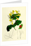 Lonicera Caprifolium Perfoliate Woodbine by Anonymous