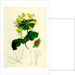 Lonicera Caprifolium Perfoliate Woodbine by Anonymous