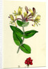 Lonicera Periclymenum Common Woodbine by Anonymous