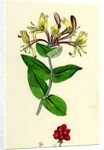 Lonicera Periclymenum Common Woodbine by Anonymous