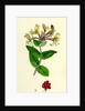 Lonicera Periclymenum Common Woodbine by Anonymous