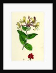 Lonicera Periclymenum Common Woodbine by Anonymous