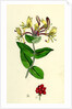 Lonicera Periclymenum Common Woodbine by Anonymous