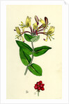 Lonicera Periclymenum Common Woodbine by Anonymous
