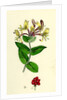 Lonicera Periclymenum Common Woodbine by Anonymous