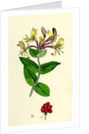 Lonicera Periclymenum Common Woodbine by Anonymous