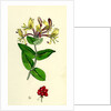 Lonicera Periclymenum Common Woodbine by Anonymous