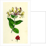 Lonicera Periclymenum Common Woodbine by Anonymous