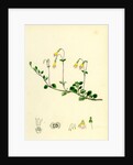 Linnaea Borealis Two-Flowered Linnaea by Anonymous