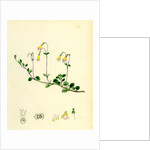 Linnaea Borealis Two-Flowered Linnaea by Anonymous