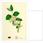 Lonicera Xylosteum Upright Fly-Honeysuckle by Anonymous