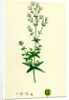 Galium Boreale Cross-Leaved Bedstraw by Anonymous