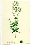 Galium Boreale Cross-Leaved Bedstraw by Anonymous