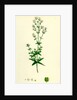 Galium Boreale Cross-Leaved Bedstraw by Anonymous