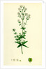Galium Boreale Cross-Leaved Bedstraw by Anonymous